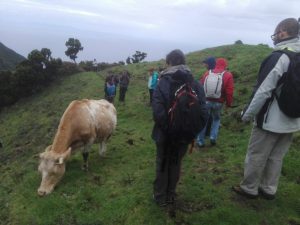 Tour Queijo de S. Jorge - Meio Dia - Land Tours 5